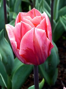 Keukenhof spring flower