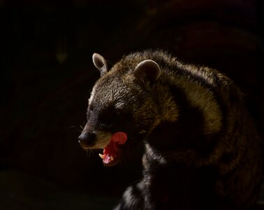 Hair shadow carnivores