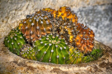 Garden flowerpot thorny