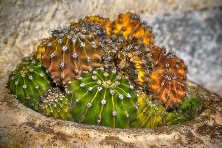 Garden flowerpot thorny photo