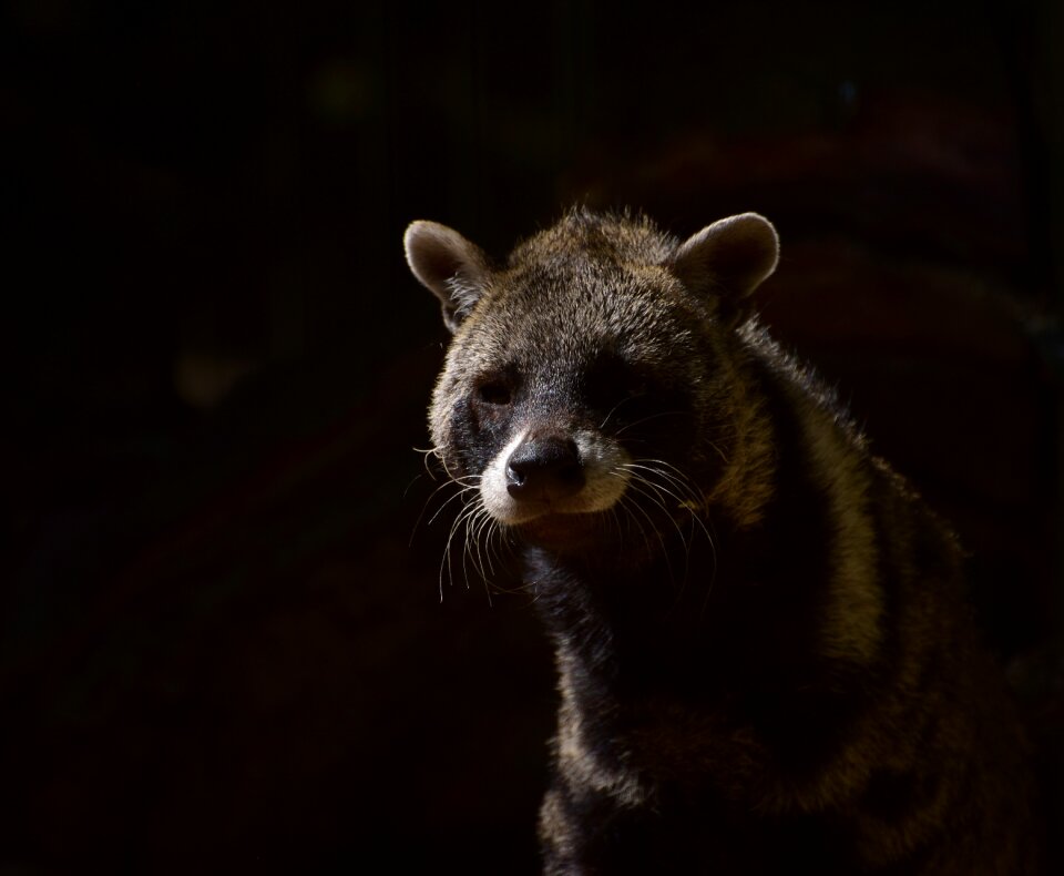 Hair shadow carnivores