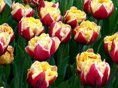 Yellow spring keukenhof