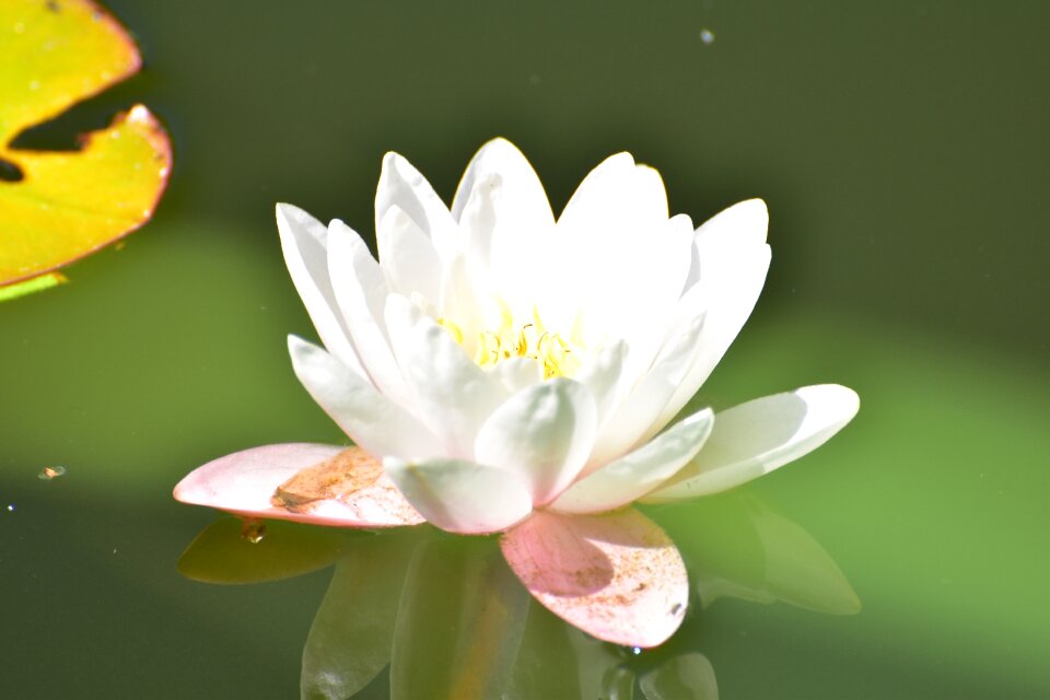 Flower blossom bloom