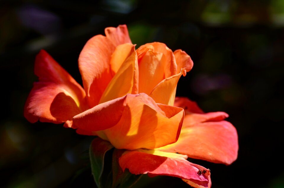 Close up red rose flower
