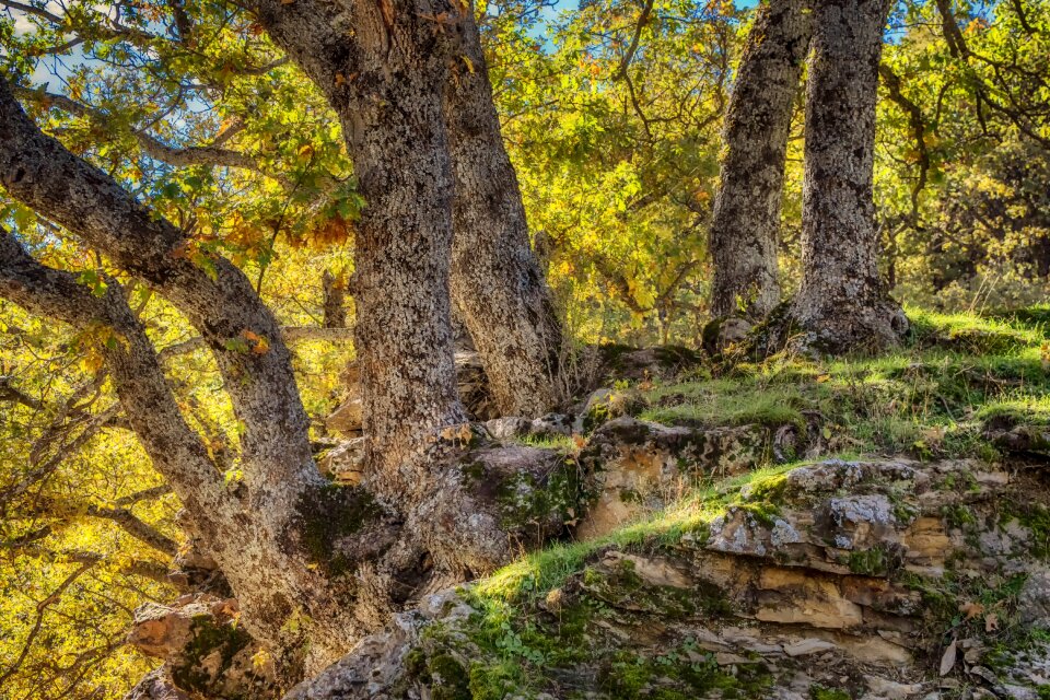 Wood forest leaves