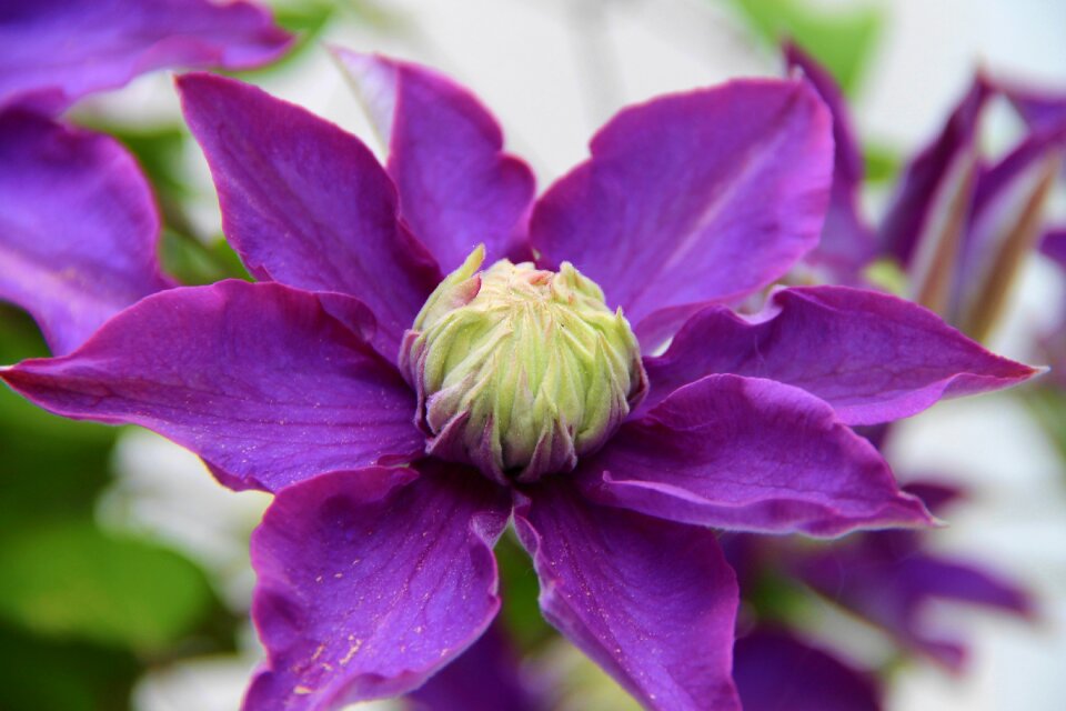 Violet close up bloom