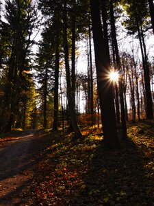 Nature tree autumn photo