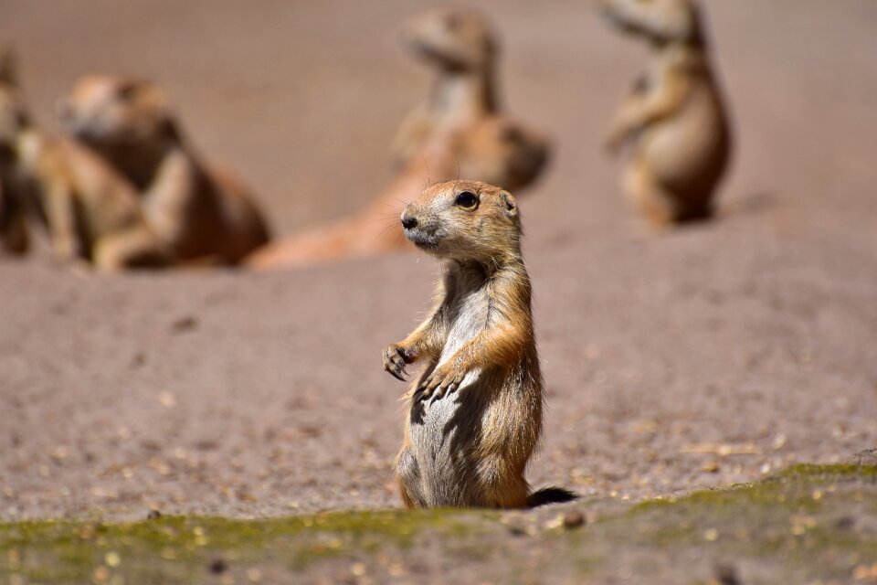 Pack rodents attention