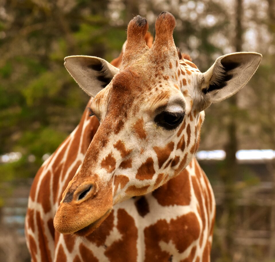 Animal portrait wild animal tierpark hellabrunn
