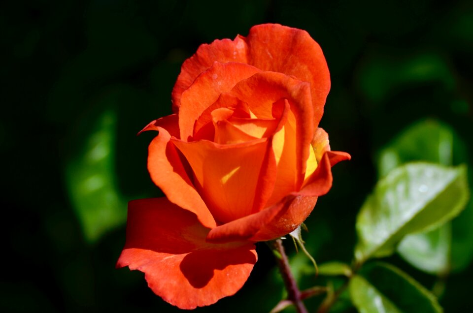 Close up red rose flower