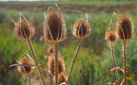 Plants thistle quills
