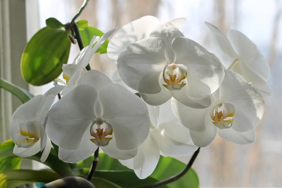 Nature lovely tropical