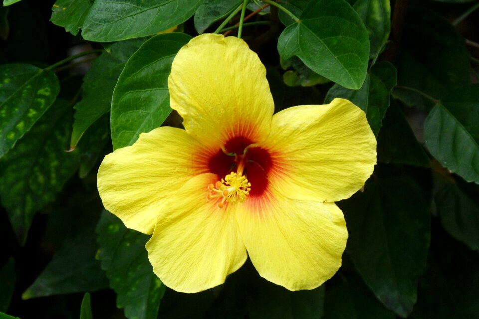 Flower hawaii nature