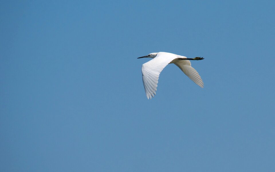 Flight egret little egret