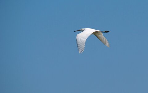 Flight egret little egret