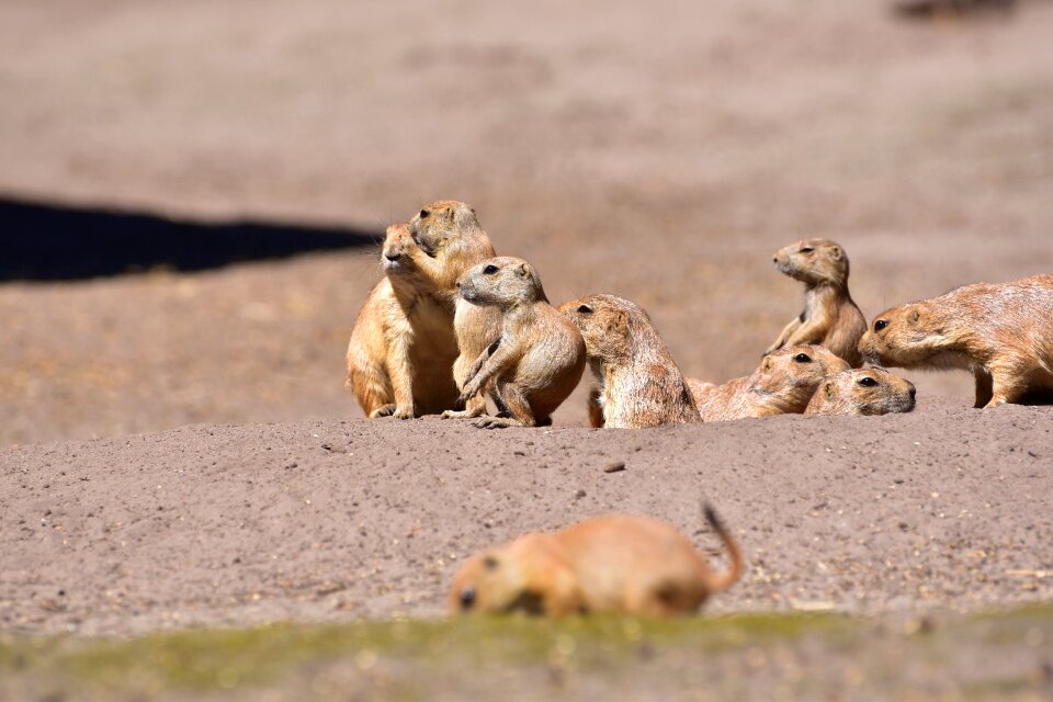 Pack rodents attention