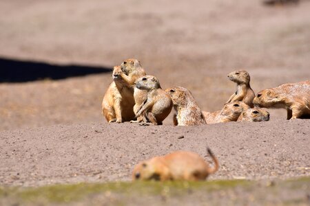 Pack rodents attention