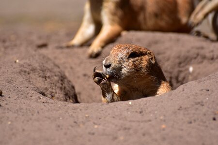 Guard pack rodents