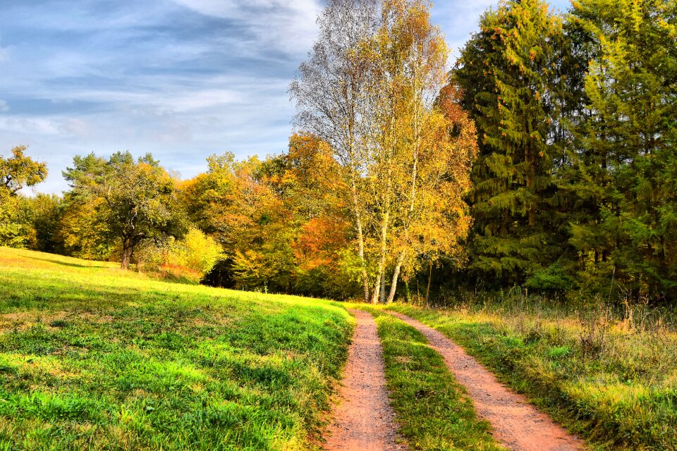 Nature landscape trees