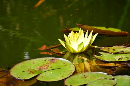 Water nature blossom