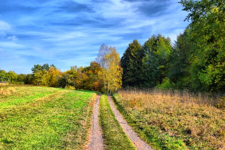 Nature forest fall foliage