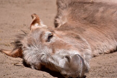 Beast of burden animal funny photo