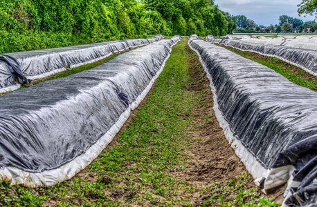 Acker plane nature vegetables