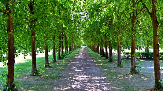 Tree lined avenue trail spring