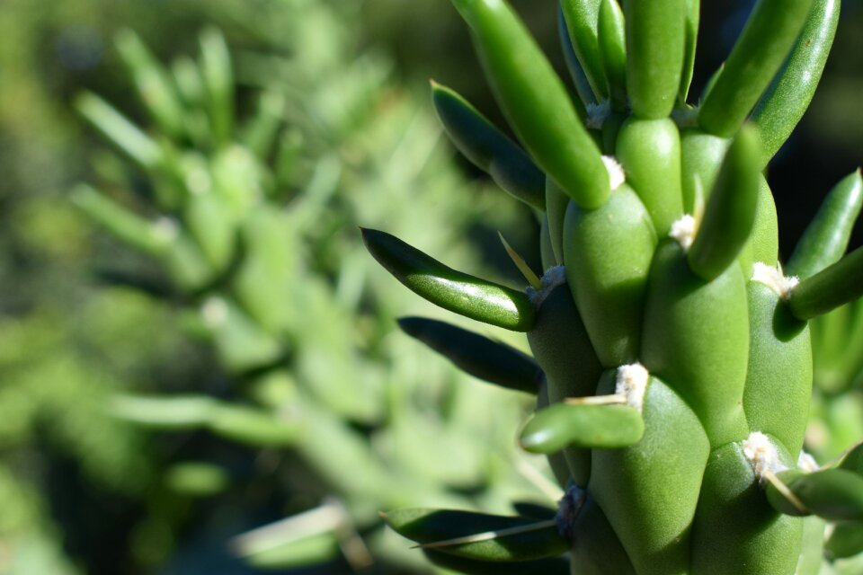 Green nature thorny