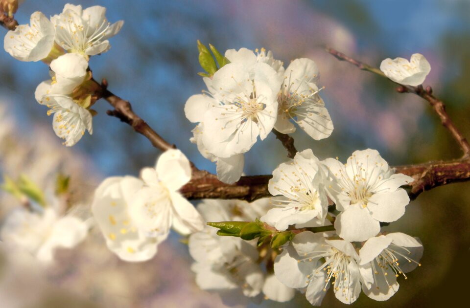 Plant nature spring