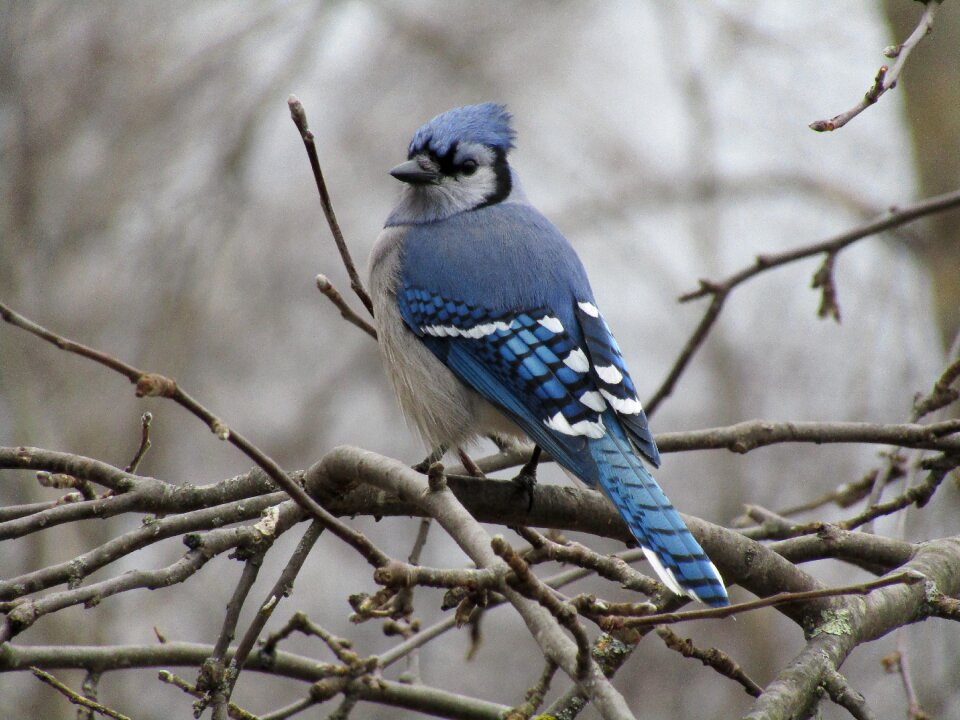 Nature outdoors animal