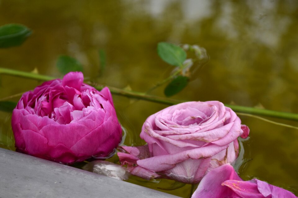 Bloom rose bloom flora