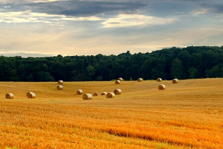 Bale arable agriculture photo