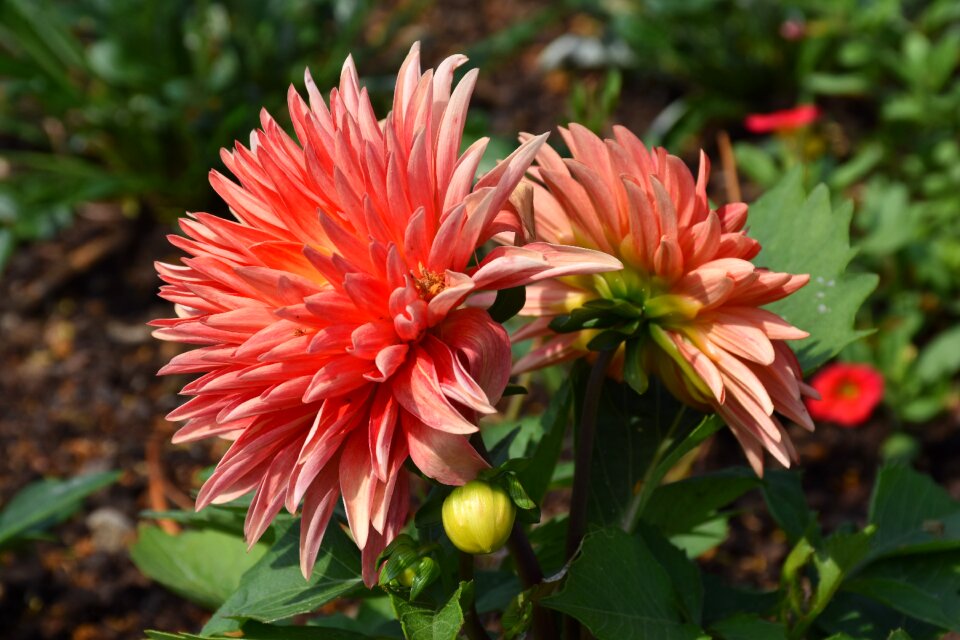 Flowers flower garden late summer
