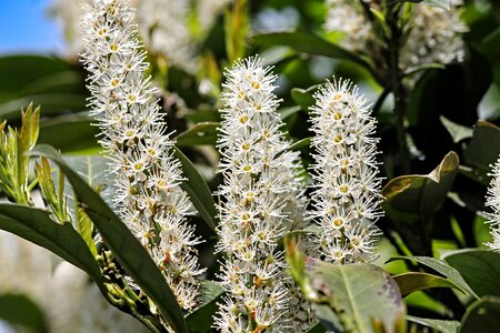 Bloom plant filigree photo