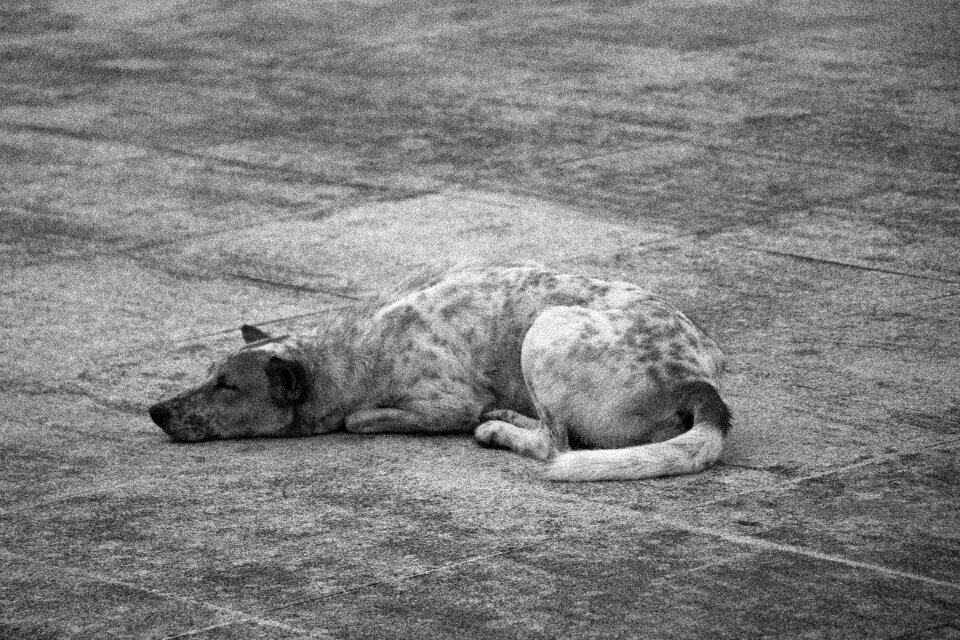 Animals portrait sleeps