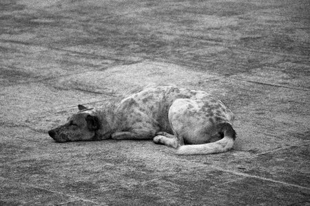 Animals portrait sleeps photo