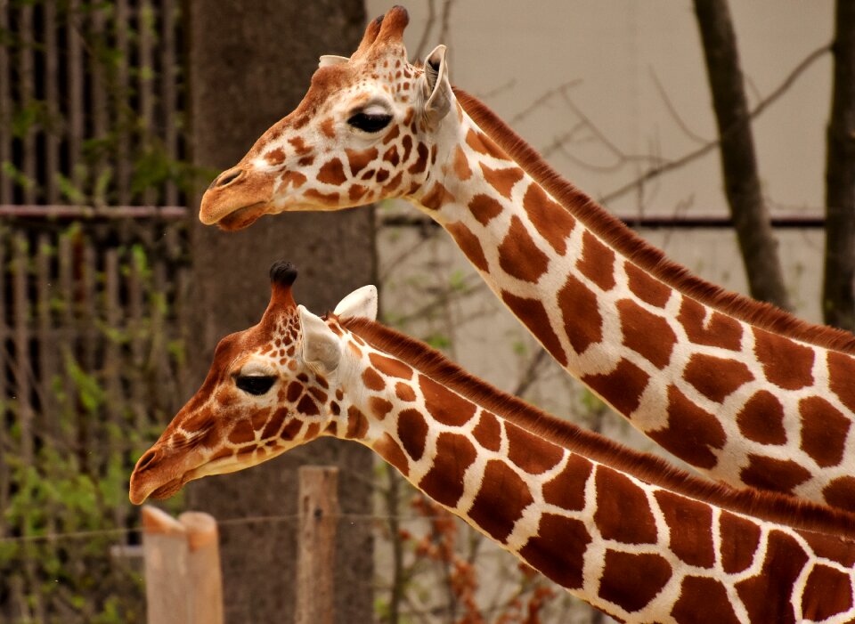Animal portrait wild animal tierpark hellabrunn