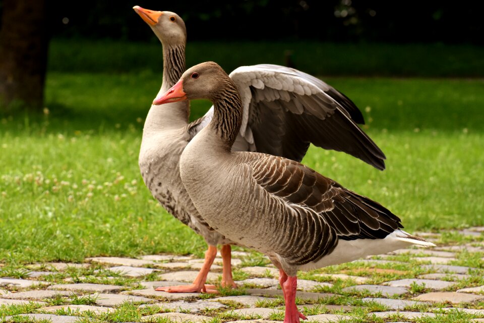 Group goose-char run