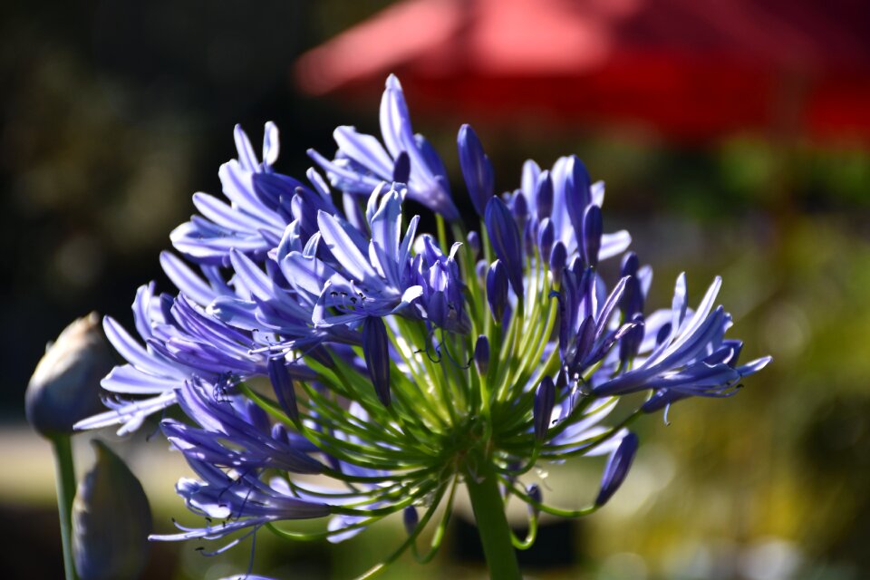 Blue flower love flower