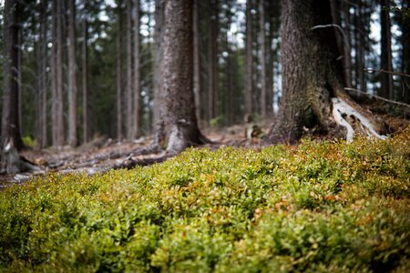 Forest blueberry nature