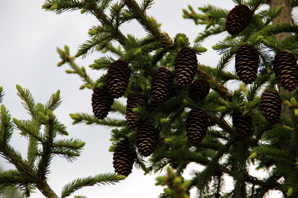 Cones conifer krupnyj plan