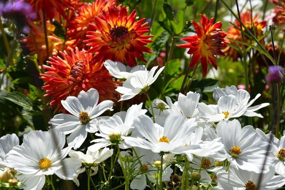 Orange garden flower