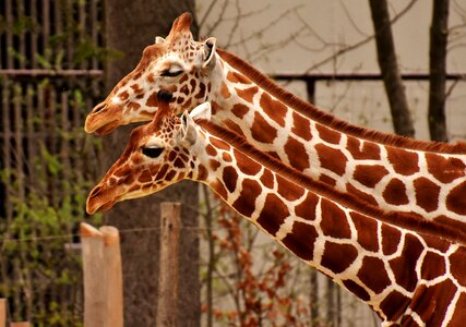 Animal portrait wild animal tierpark hellabrunn
