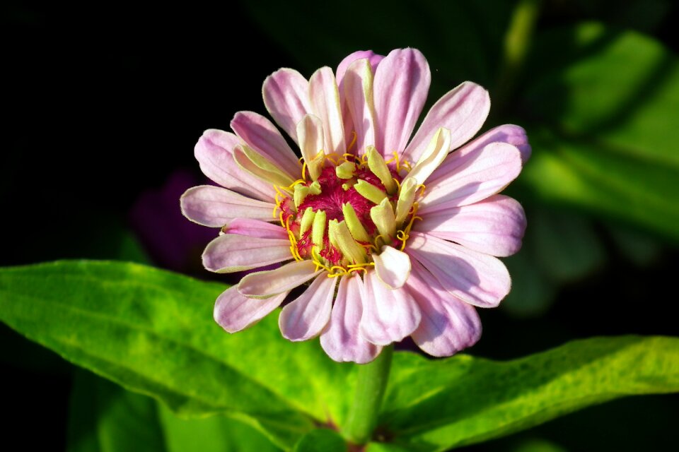 Summer macro garden