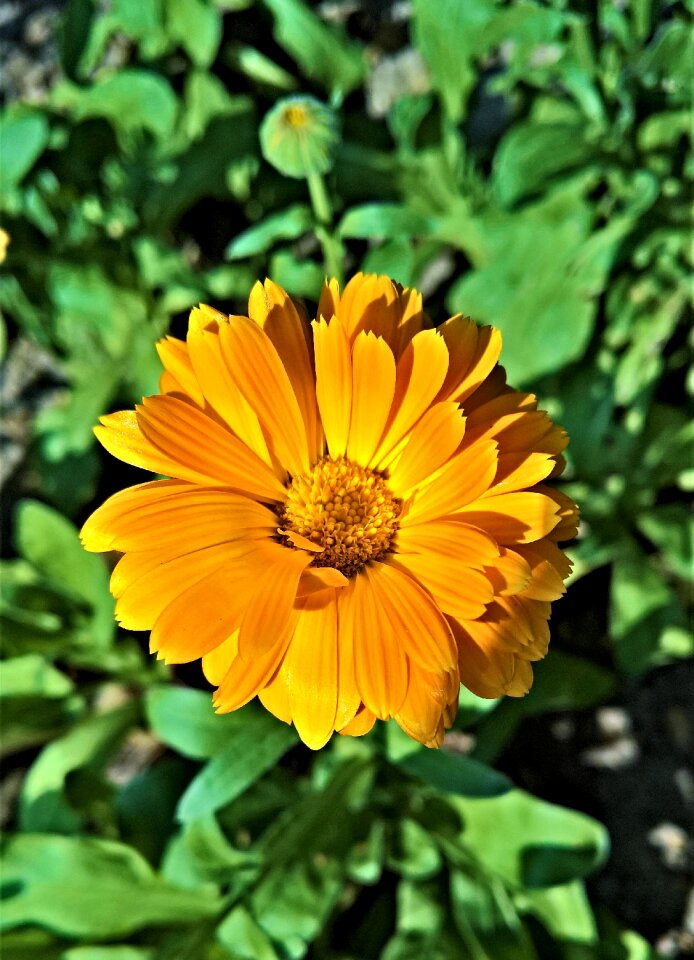 Bright beautiful medicinal plant