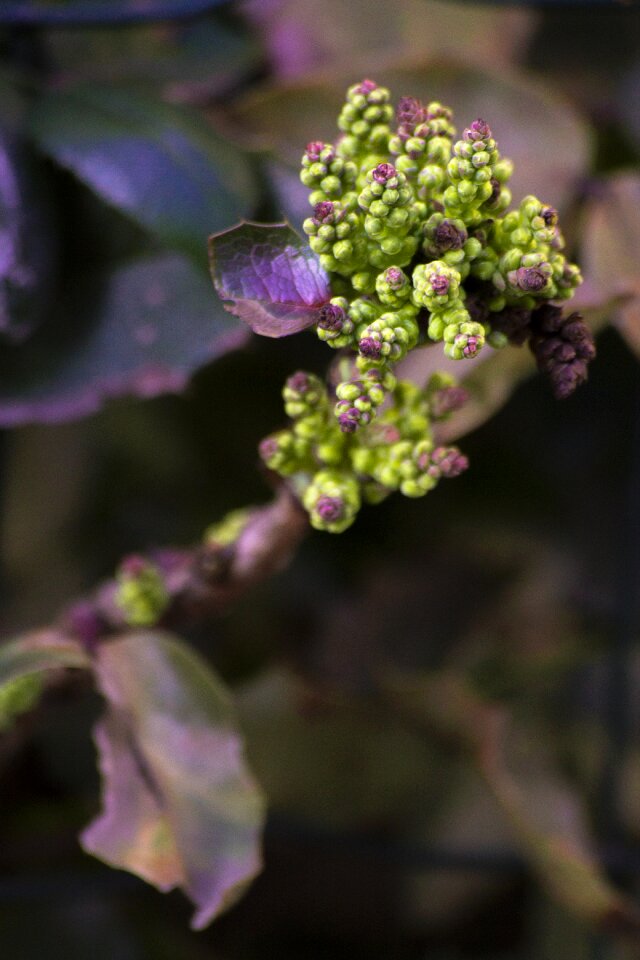 Spring plant garden