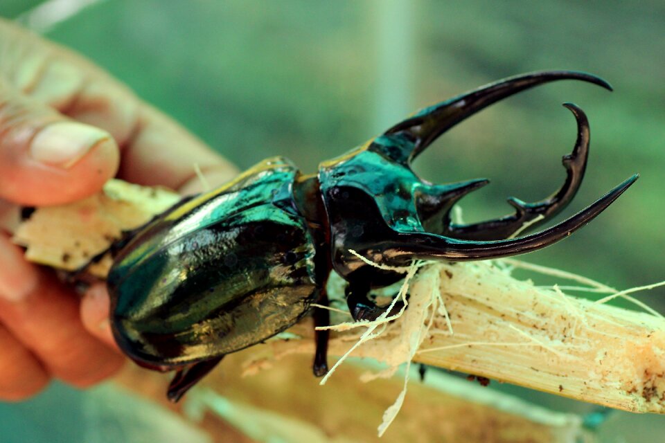 Insect nature forest