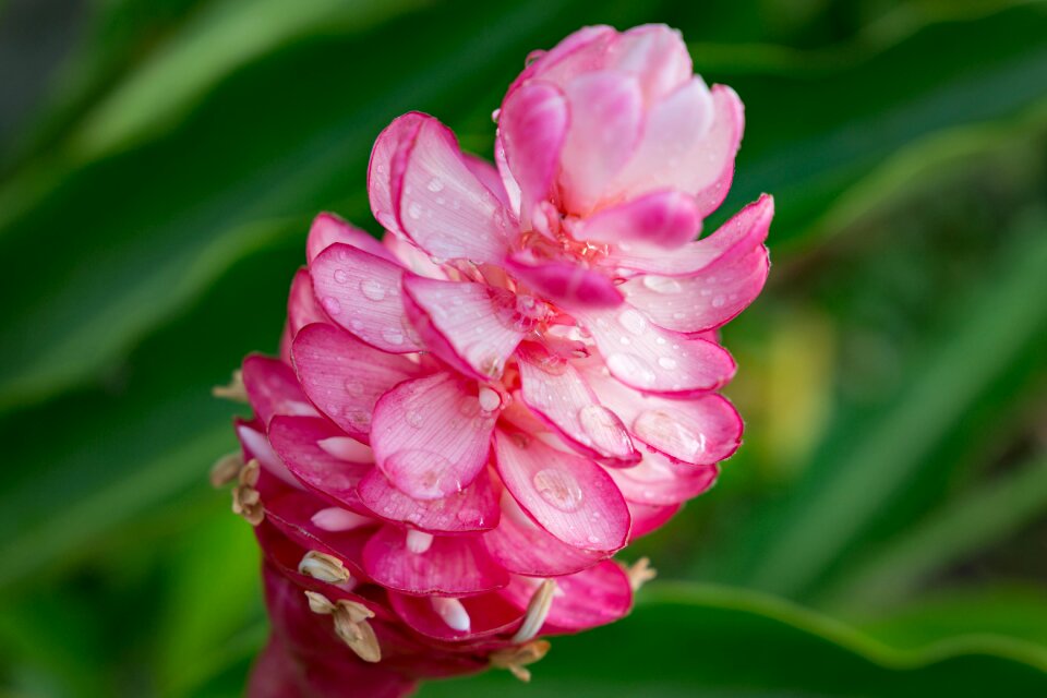 Nature petals water
