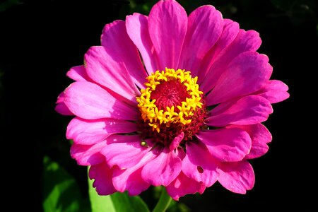 Summer macro garden